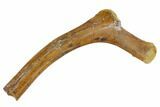 Hadrosaur (Edmontosaurus) Rib Section - South Dakota #113627-3